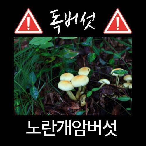 산에서 절대 먹으면 안되는 독버섯.jpg
