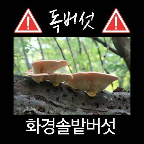산에서 절대 먹으면 안되는 독버섯.jpg