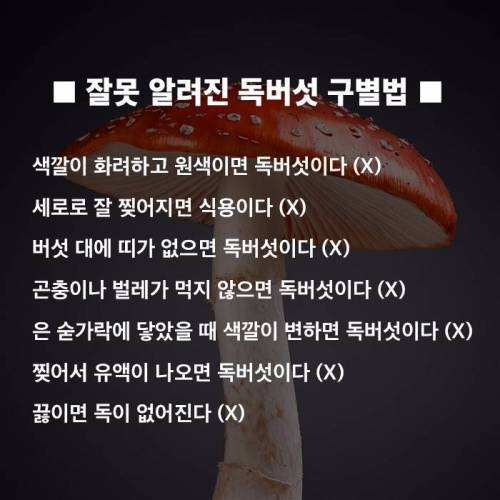 산에서 절대 먹으면 안되는 독버섯.jpg