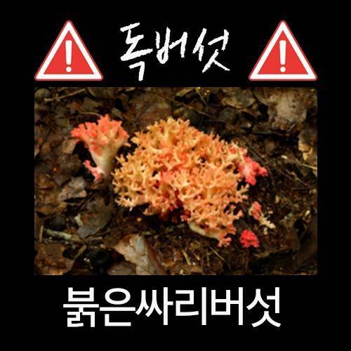 산에서 절대 먹으면 안되는 독버섯.jpg