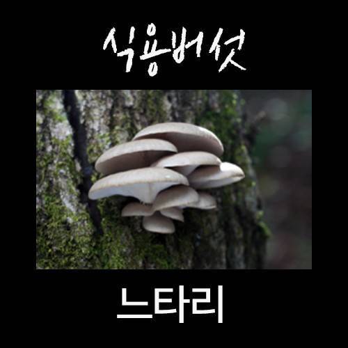 산에서 절대 먹으면 안되는 독버섯.jpg