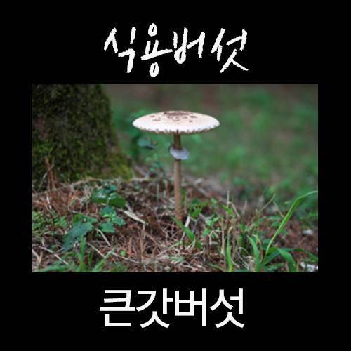 산에서 절대 먹으면 안되는 독버섯.jpg
