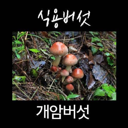 산에서 절대 먹으면 안되는 독버섯.jpg