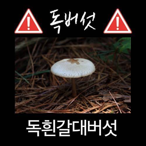 산에서 절대 먹으면 안되는 독버섯.jpg