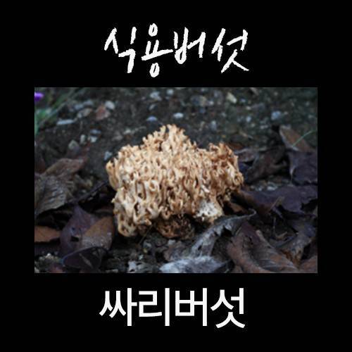 산에서 절대 먹으면 안되는 독버섯.jpg