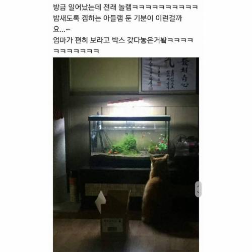 밤새는 냥이.jpg