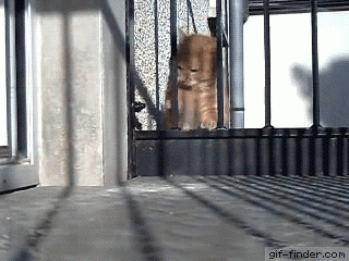 으라차차차차차~~ 합!!.gif