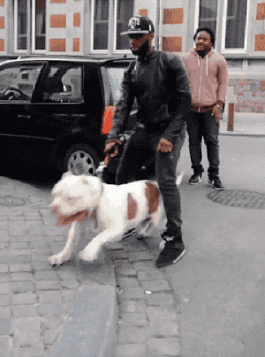 핏불 크기.gif