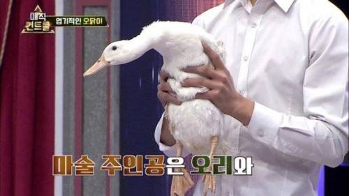 머글 능욕하는 마술사.jpg