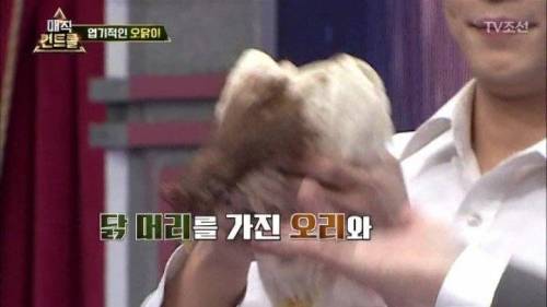 머글 능욕하는 마술사.jpg
