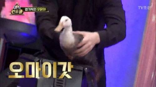 머글 능욕하는 마술사.jpg