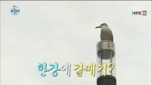 한강에서 갈매기를 본 부산 사람.jpg