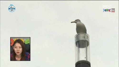 한강에서 갈매기를 본 부산 사람.jpg