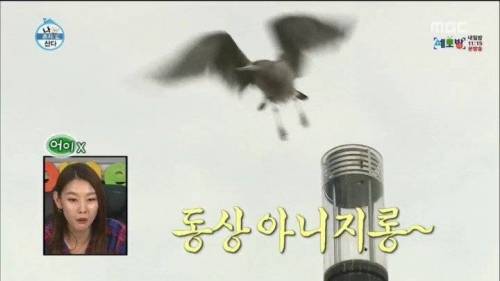 한강에서 갈매기를 본 부산 사람.jpg