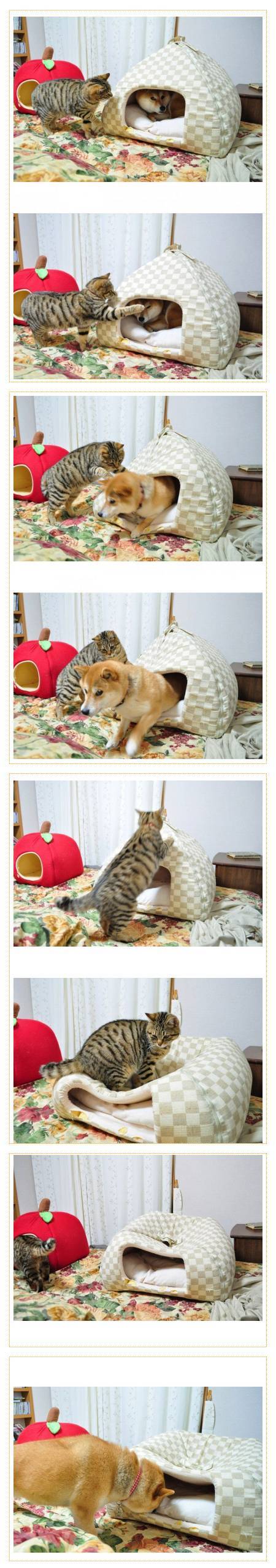 멍멍이의 집을 빼앗고... 집을 무너뜨리고....jpg