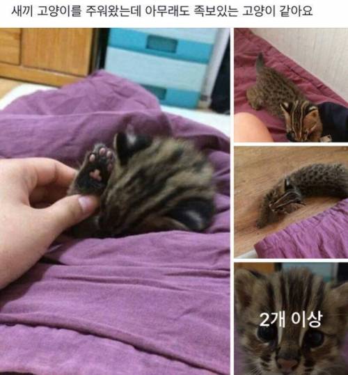 새끼 고양이를 주워왔는데.jpg