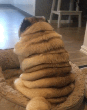호떡10장.gif