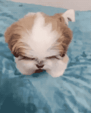 그대여 고개를 들라.gif