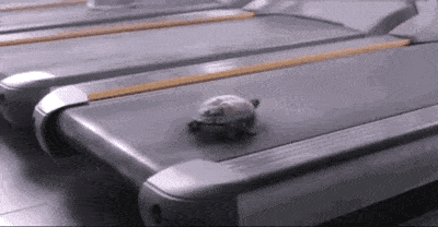 토끼가 거북이에게 진 진짜이유.gif