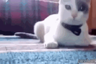 공격 전 고양이의 눈동자 변화.gif