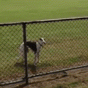 가뿐하개 ~.gif