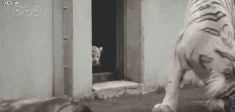새끼 백호의 위엄.gif
