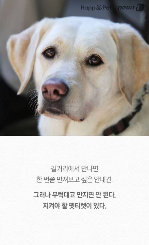 '시각장애인의 눈' 안내견을 위한 펫티켓.jpg