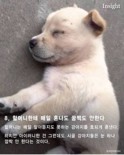 가볍게 살펴보는 시골 강아지들의 특징