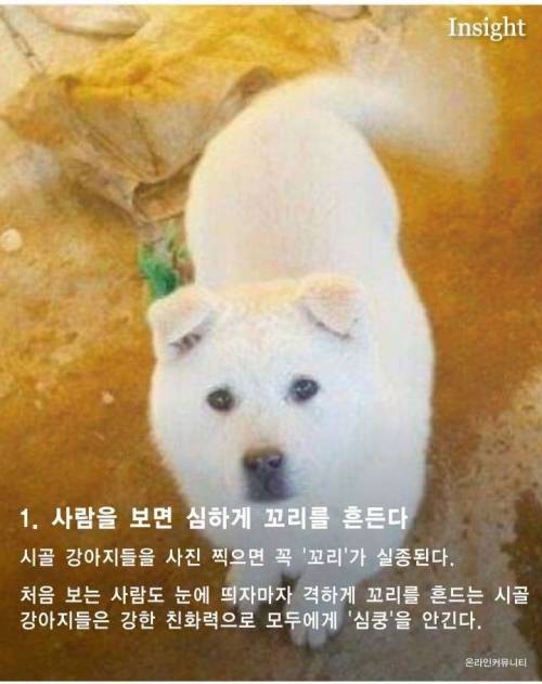 가볍게 살펴보는 시골 강아지들의 특징