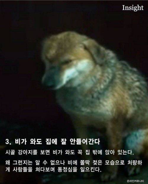 가볍게 살펴보는 시골 강아지들의 특징
