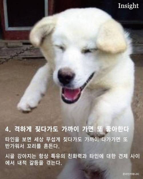 가볍게 살펴보는 시골 강아지들의 특징