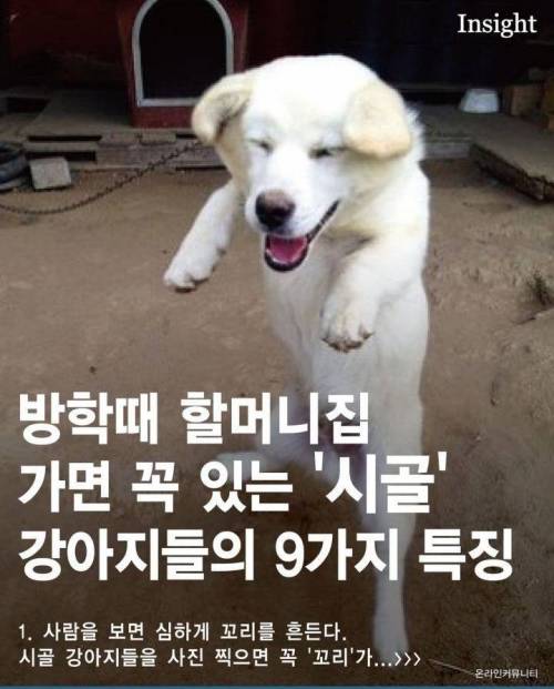 가볍게 살펴보는 시골 강아지들의 특징