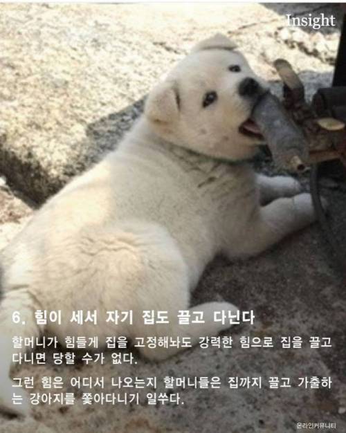 가볍게 살펴보는 시골 강아지들의 특징