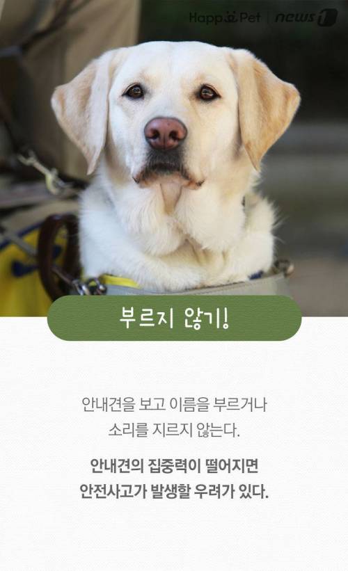 '시각장애인의 눈' 안내견을 위한 펫티켓.jpg