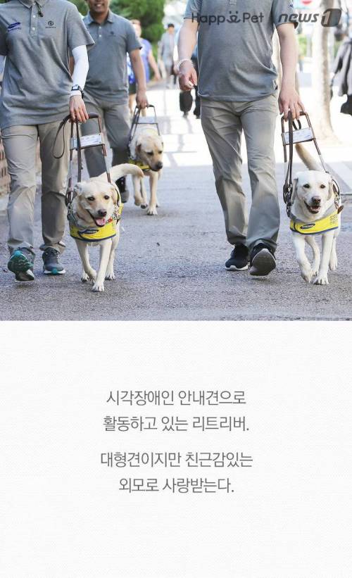 '시각장애인의 눈' 안내견을 위한 펫티켓.jpg