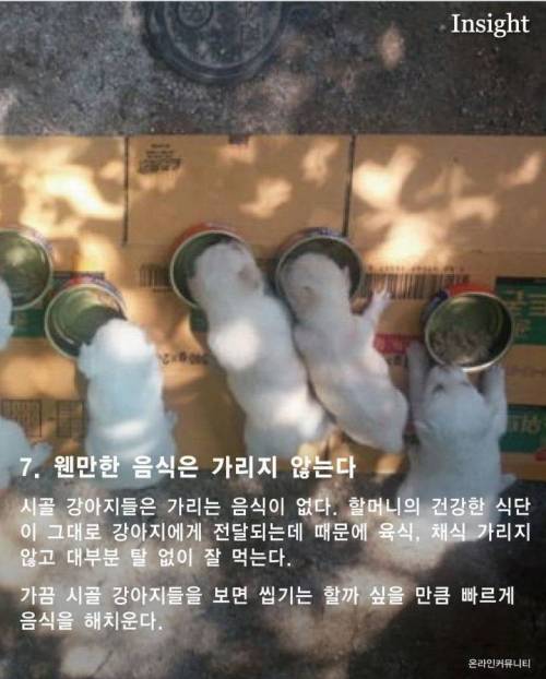 가볍게 살펴보는 시골 강아지들의 특징