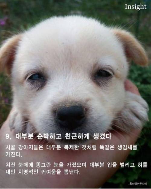 가볍게 살펴보는 시골 강아지들의 특징
