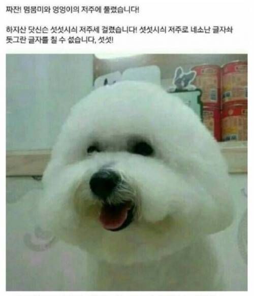 멈무미 엉엉이.....