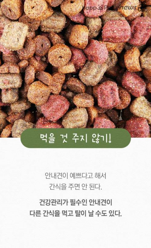 '시각장애인의 눈' 안내견을 위한 펫티켓.jpg