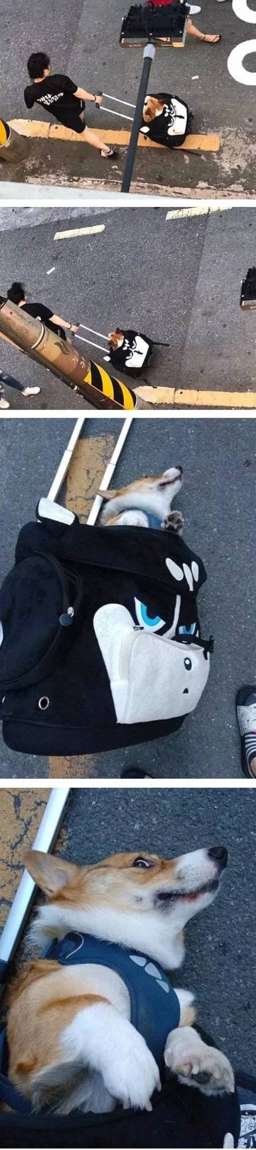 산책 가다가 캐리어 넘어짐.jpg