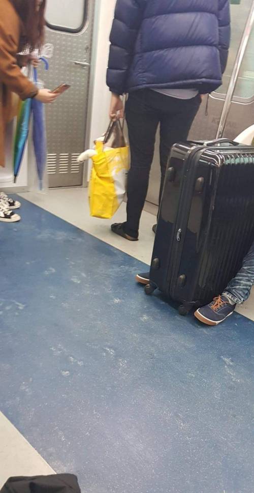지하철 쇼핑백에 담긴 강아지.jpg