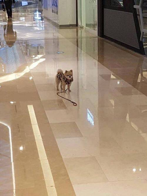 강아지 주인이 자기친구보더니 목줄놓고 보러감