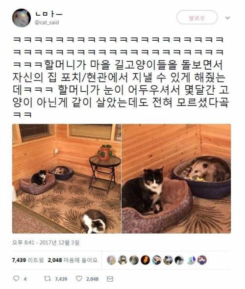 시력나쁜 할머니가 고양인줄 알고.jpg