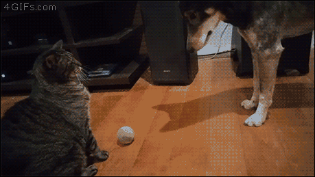 냥이 vs 멍뭉이.gif