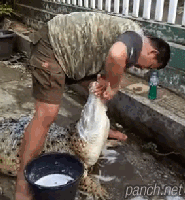 악어 목욕시키기.gif