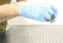 브라질 불개미의 기묘한 생존력.gif