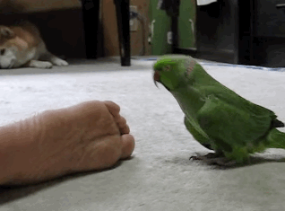 발냄새 맡은 앵무새.gif