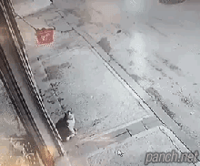 길거리 냥아치.gif