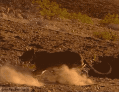 기린이 사자를 제압하는 방법.gif