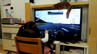 5세 여아의 운전 실력.gif